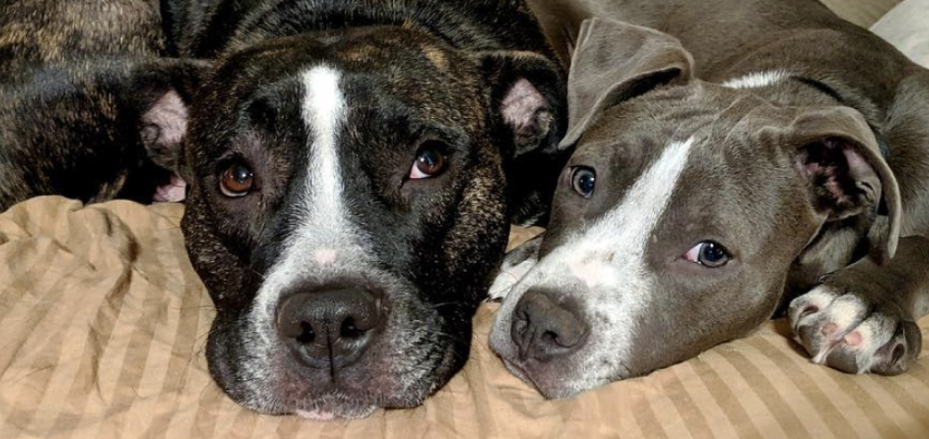 dogs